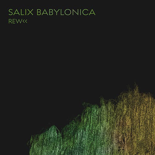 Salix Babylonica