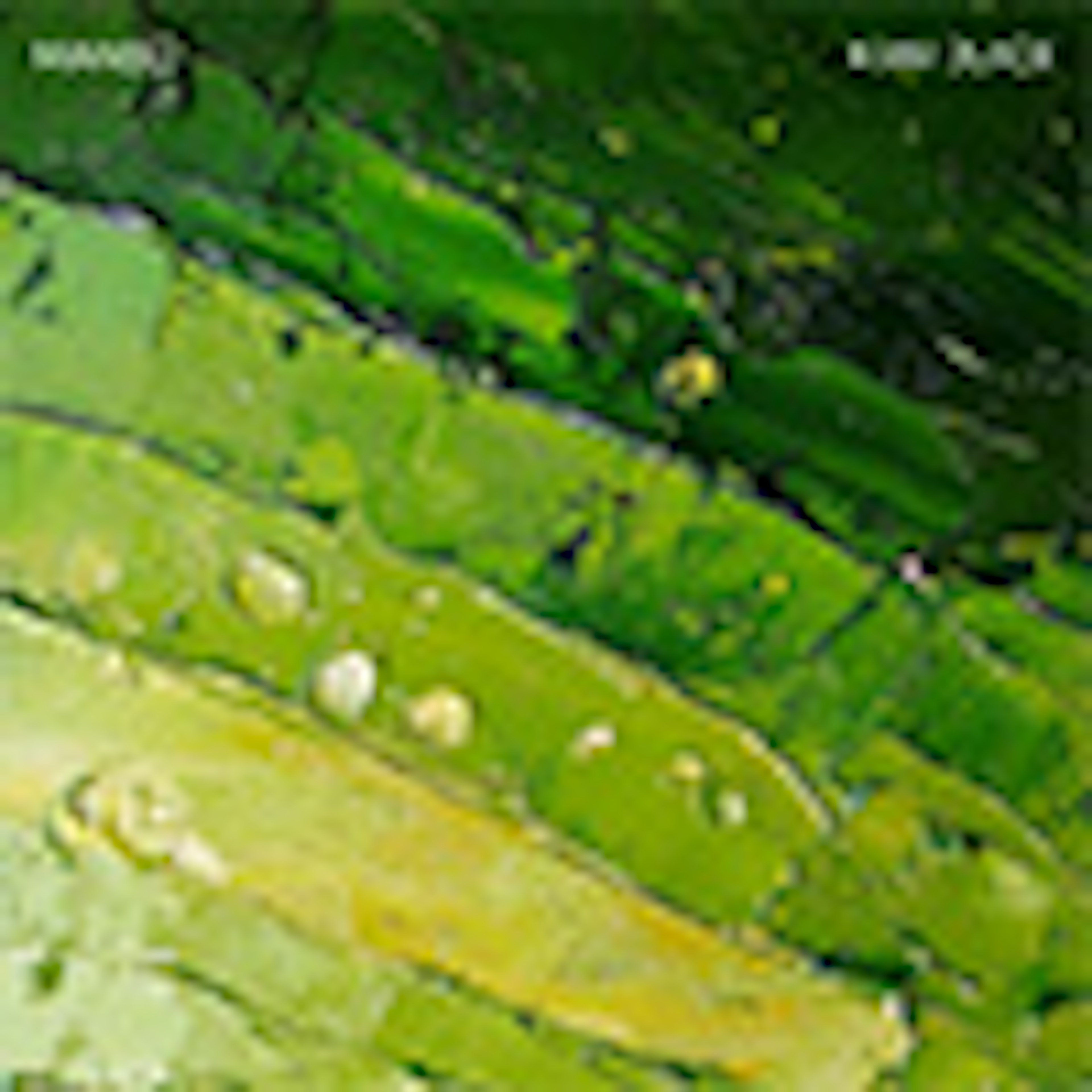 Kiwi Juice album cover
