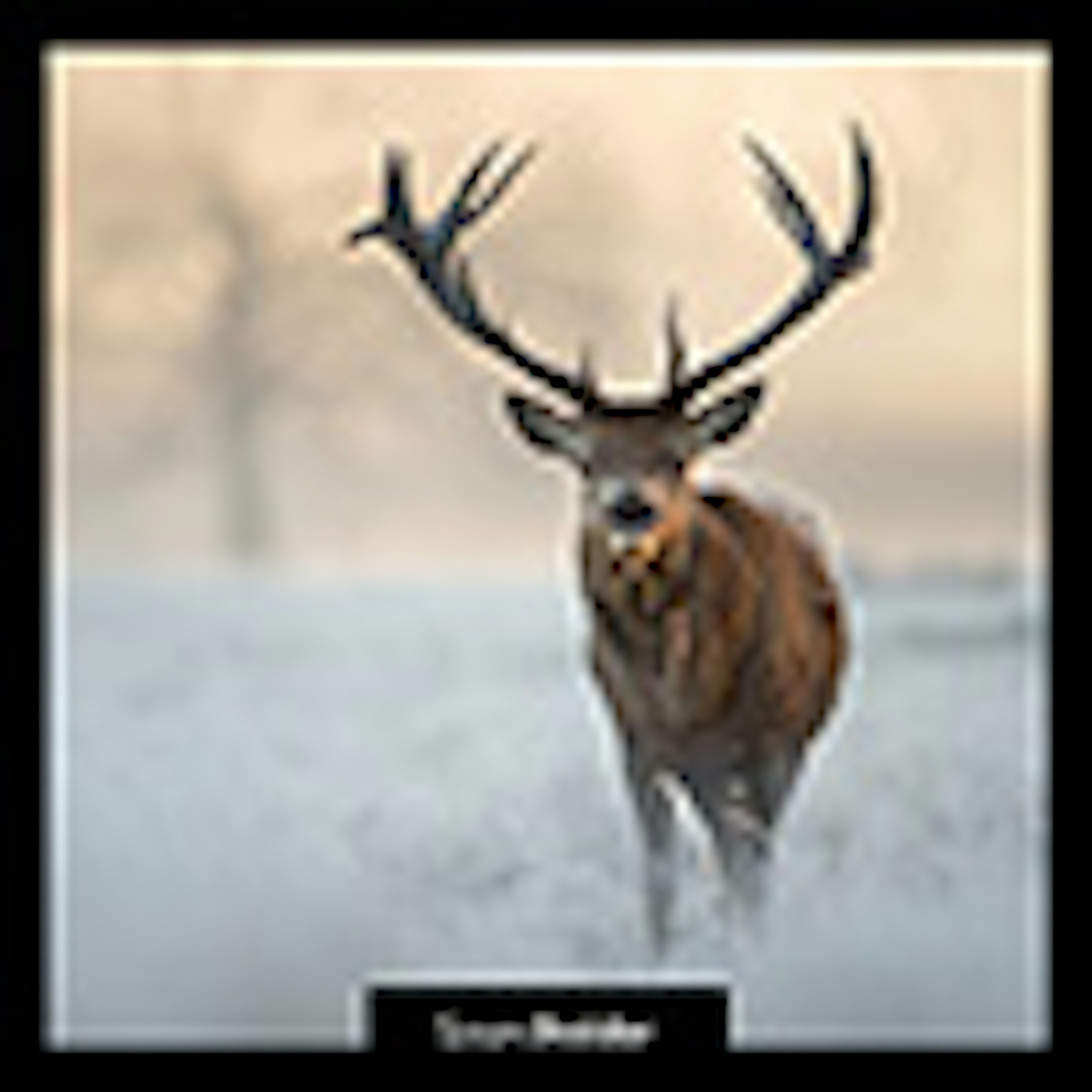 Roaring Stags  album cover