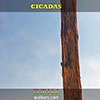 Cicadas album cover Cicadas album cover