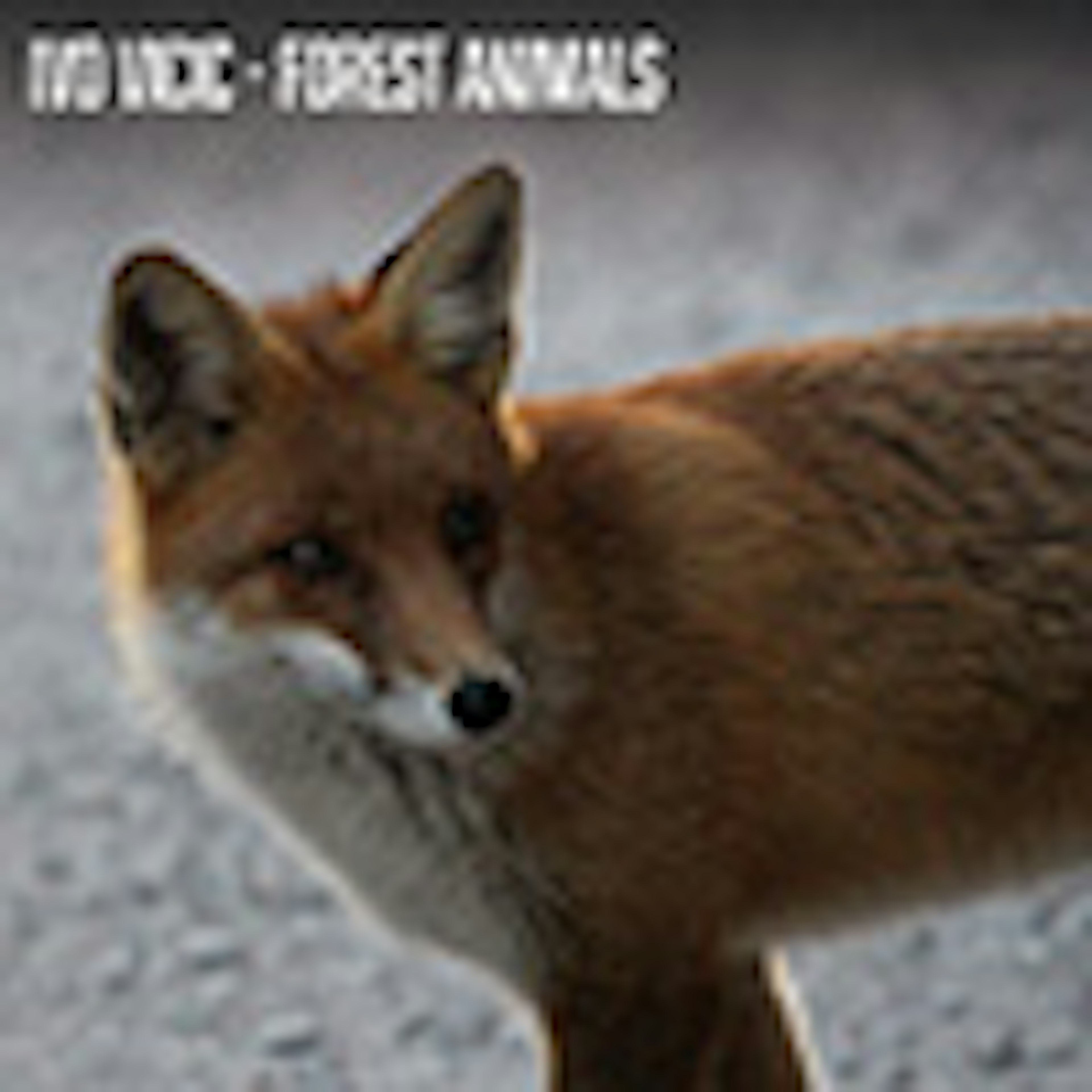 Forest Animals album cover