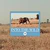 Into the Wild album cover Into the Wild album cover