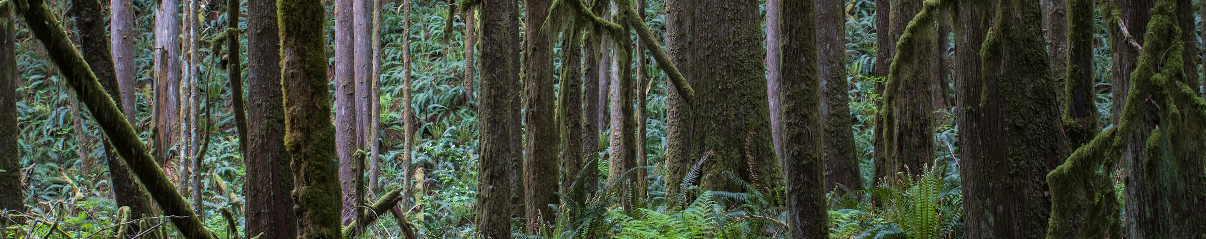 Pacific Northwest Forests