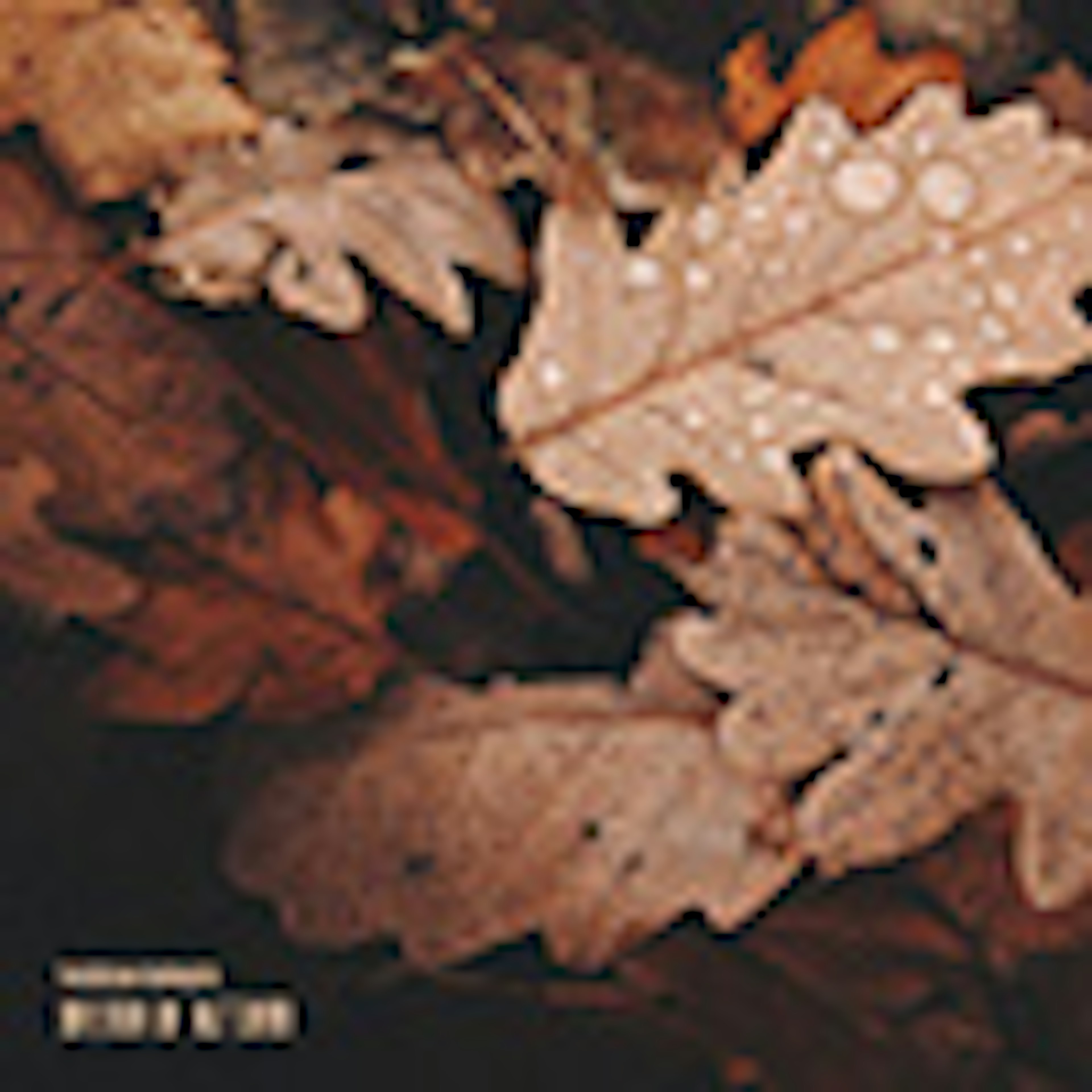 banner-highlight