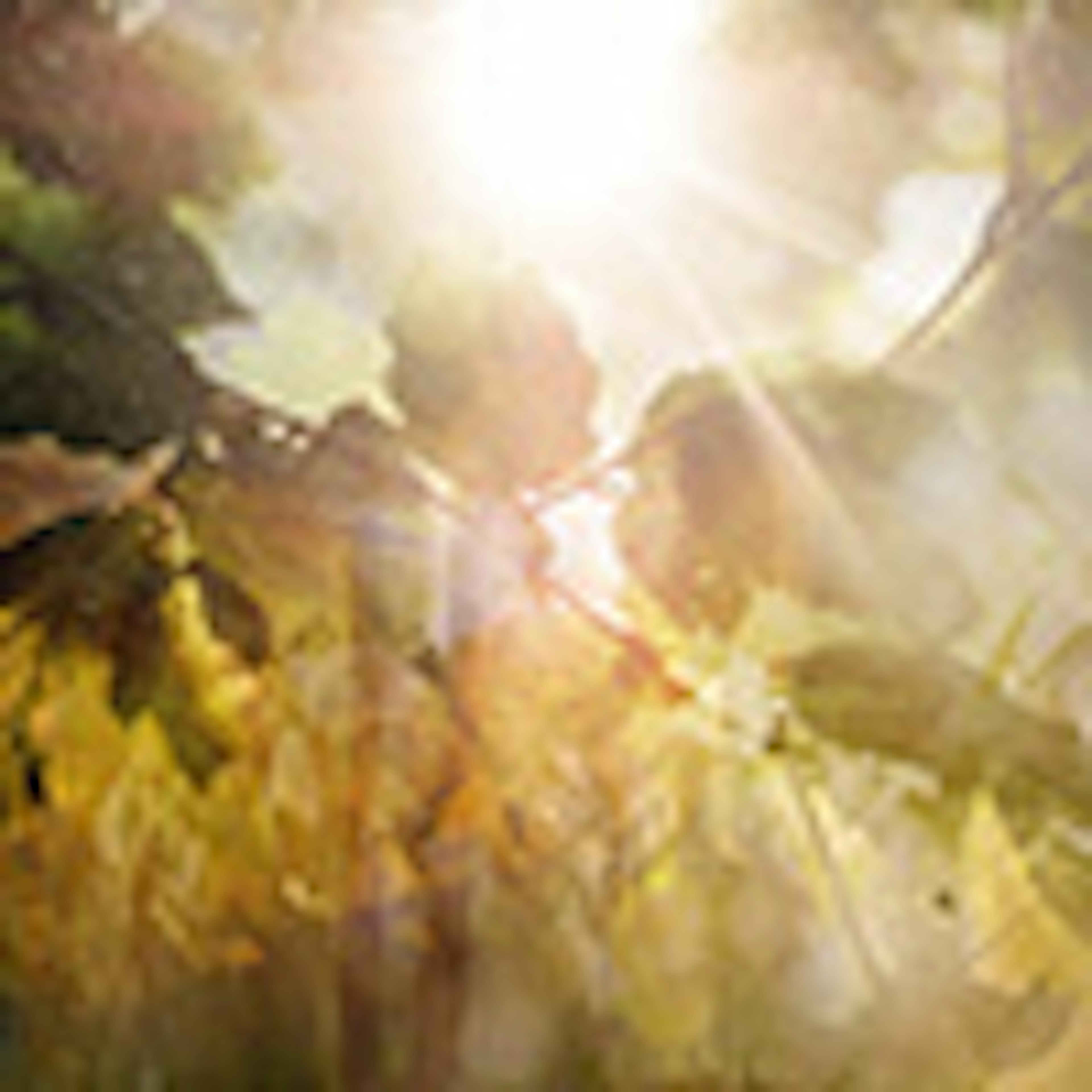 banner-highlight
