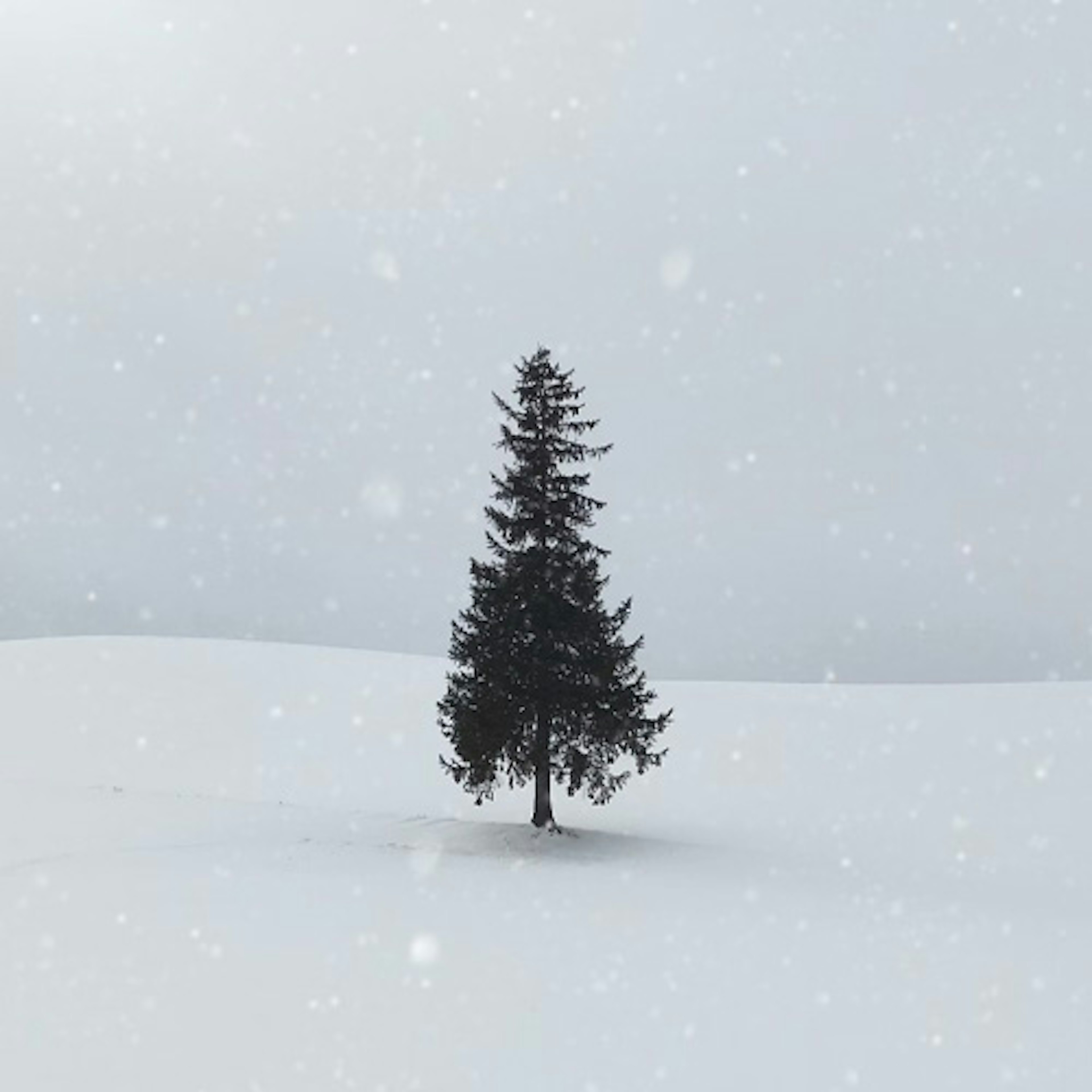 banner-highlight