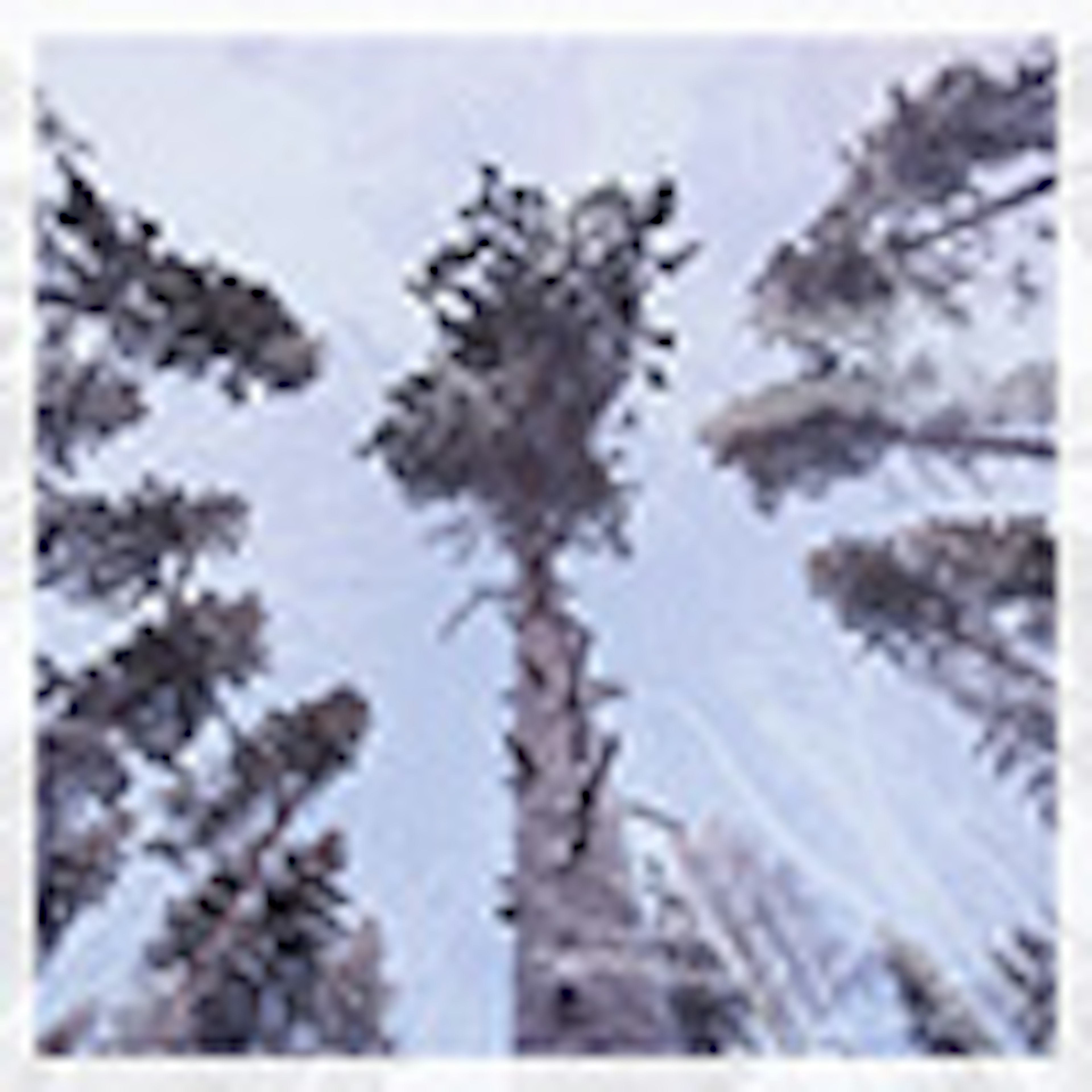 Winter Windows album cover